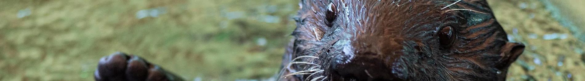 Sea Otter Up-Close Encounter